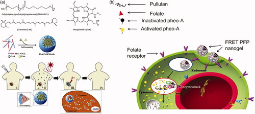 Figure 11. (a) 1O2 scavenging in PhA/CAR micelles and photokilling activity in the intracellular environment (Li et al., Citation2014). Copyright 2014, Elsevier. (b) Self-quenching of photosensitizers during blood circulation and photoactivity is restored under esterase catalysis (Bae & Na, Citation2010). Copyright 2010, Elsevier. Reprinted with permission.