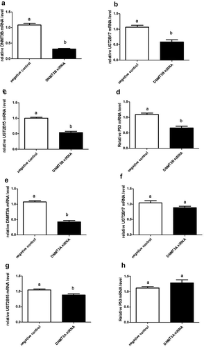 Figure 3. DNMT3B and DNMT3A siRNA knockdown in LNCaP cells showing knockdown expression of UGT2B17, UGT2B15, and P53. The mRNA was quantitated and statistically analysed as described in Figure 1 legend. The mRNA levels are reported as the mean ± SEM of 3 independent experiments, each performed in triplicate. Means that do not share letters are significantly different from each other. (a) Knockdown expression of DNMT3B; (b) UGT2B17 in DNMT3B knockdown LNCaP cells; (c) decreased UGT2B15 in DNMT3B knockdown LNCaP cells at p < 0.0001; and (d) decreased p53 in DNMT3B knockdown LNCaP cells at p < 0.0001. DNMT3A siRNA knockdown in LNCaP cells showing (e) knockdown expression of DNMT3A; (f) decreased UGT2B17 in DNMT3A knockdown LNCaP cells at p < 0.0001; (g) decreased UGT2B15 in DNMT3A knockdown LNCaP cells at p < 0.02; and (h) p53 in DNMT3A knockdown LNCaP cells. Negative control = negative control siRNA; DNMT3A or DNMT3B siRNA = NeoFX Transfection Agent 0.8 ul (30 nM) siRNA