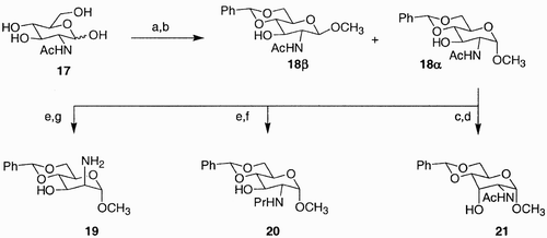 Scheme 3: Reagents and conditions: a) MeOH, AcCl, 100%; b) PhCH(OMe)2, p‐TsOH, DMF, 70°C, 69%; c) DMSO, (CF3CO)2O, Et3N, CH2Cl2, −78°C, 75%; d) L‐selectride, THF, −78°C, 60%; e) N2H4, 130°C, 88%; f) 1.1 eq. PrI, K2CO3, MeCN, reflux, 63%; g) H2O2, Na2WO4, MeOH, H2O, 46% then LiAlH4, THF, 0–50 °C, 28%.