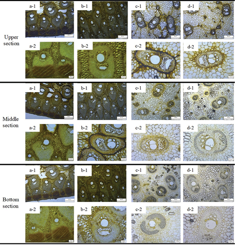 Figure 5. Cross-sectional image of frond upper, middle and bottom section: (a): outer convex zone, (b): outer concave zone, (c): middle zone, and (d): inner zone. Note: (1) is a representation of 4× magnification, and (2) is a representation of 10× magnification.