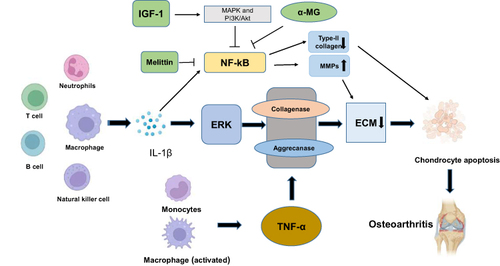 Figure 1 Effect of immune cells on chondrocyte apoptosis. Macrophages, T cells, B cells, NK cells and neutrophils can secrete IL-1β. IL-1β activates extracellular signal-regulated kinase (ERK) to reduce the production of cartilage ECM. TNF-α is secreted by monocytes and macrophages and results in the degradation of ECM by inducing collagenase and aggrecanase. In addition, IL-1β induces ECM degradation by inducing collagenase and aggrecanase, which leads to chondrocyte hypertrophy and dedifferentiation and eventually to chondrocyte apoptosis, resulting in osteoarthritis (OA). Another important signalling pathway by which IL-1β mediates the progression of OA is NF-κB. Activated IL-1β inhibits the expression of type II collagen and affects chondrocyte metabolism. In addition, MMPs degrade the ECM in a manner dependent on NF-κB, which leads to the degradation of chondrocytes. Insulin-like growth factor-1 (IGF-1) inhibits apoptosis in chondrocytes by regulating the MAPK and PI3K/Akt signalling pathways and inhibiting the NF-κB signalling pathway. Melittin inhibits the development of OA by inhibiting the decrease in type II collagen expression induced by NF-kB. In addition, alpha-mangostin (α-MG) inhibits the NF-kB pathway to limit the development of OA.