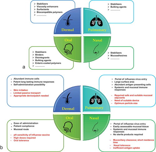 Figure 2. (a) Formulation excipients required for the production of dry, stable influenza vaccines per route of administration. (b) A general overview of advantages and disadvantages associated with non-parenteral routes used for influenza vaccine immunization in preclinical and clinical studies.