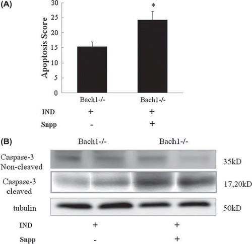 Figure 9. (A) The apoptotic score was calculated by counting 10 randomly selected villi and crypts in the sections after the TUNEL staining. The score represents the means of TUNEL-positive cells. Data were compared by Student's t-test for unpaired variance and each value indicates the mean ± SEM for three mice. *p < 0.05 compared to Bach1-deficient mice treated with indomethacin only. (B) Activation of caspase-3 in Bach 1-deficient mice treated with indomethacin was analyzed using an anti-active caspase-3 antibody in the cytosolic fractions of mucosal homogenates by western blotting. Each treatment condition is represented by two lanes.