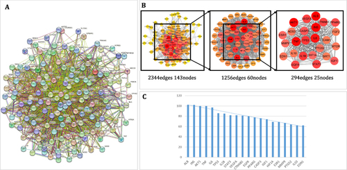 Figure 5 (A) Preliminary PPI map of SM-DKD displayed on STRING online website; (B) final core PPI map after 2 screening of preliminary PPI by analyzing degree, betweenness and closeness with applied Cytoscape software; (C) key targets (top 20) vertical axis indicates degree, horizontal axis indicates gene name.