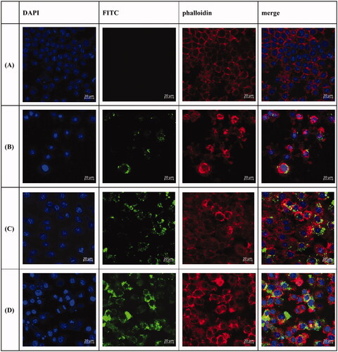 Figure 5. Laser confocal scanning microscopy of anti-DEC-205-EUPS-OVA-LPSM uptake by DCs. DCs were inoculated in a 6-well cell-culture plate with a round coverslip. After 24 h of culture, OVA, and anti-DEC-205-EUPS-OVA-LPSM were added separately. After incubation for 12 h, the slides were taken out and fixed and stained using DAPI and Phalloidin-iFluor 555. Blue fluorescence is the nucleus labeled by DAPI, while red fluorescence indicates the actin stained with Phalloidin-iFluor 555. Cells were mounted with 90% glycerol and photographed using a confocal laser scanning microscope. (A) Control, (B) OVA, (C) EUPS-OVA-LPSM, and (D) anti-DEC-205-EUPS-OVA-LPSM.