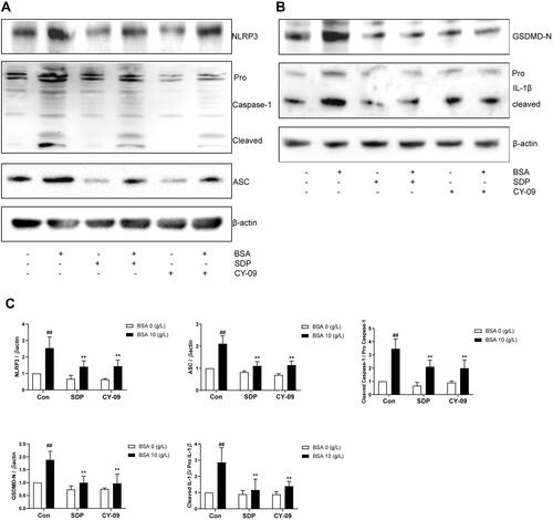 Figure 5 SDP may ameliorate BSA-induced cell injury by inhibiting NLRP3/ASC/ caspase-1 signaling pathway. (A–C) The effects of SDP and CY-09 on NLRP3 inflammasome protein expression. After incubation for 24 h, cell lysates were subjected to Western blotting to measure NLRP3, ASC, Pro Caspase-1 with cleaved caspase −1, N-terminal of Gasdermin D(GSDMD-N), and Pro IL-1β with cleaved IL-1β Data are presented as means ± SD; n = 3. ##P < 0.01 vs control. **P < 0.01 vs BSA group.