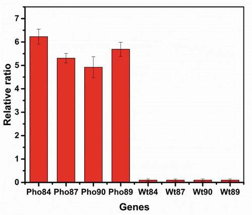 Figure 4. Transcriptional analysis of Pho84, Pho89, Pho87 and Pho90.