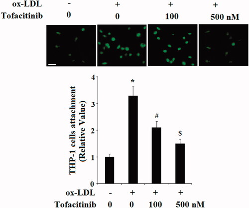 Figure 1. Tofacitinib suppresses ox-LDL-induced attachment of human monocyte THP-1 cells to HAECs. HAECs were stimulated with 100 mg/L ox-LDL in the presence or absence of tofacitinib (100, 500 nM) for 24 h. Representative fluorescence microscopic images of THP-1 cells attached to HAECs and quantitative analysis. Scale bar, 50 μM. (*, p < .01 vs. vehicle control; #, p < .01 vs. ox-LDL group, $, p < .01 vs. ox-LDL + 100 nM tofacitinib group, ANOVA, n = 5–6).