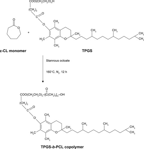 Figure 2 Schematic description of the synthesis of TPGS-b-PCL diblock copolymer.Abbreviations: ε-CL, ε-caprolactone; h, hours; PCL, poly(ε-caprolactone); TPGS, d-α-tocopheryl polyethylene glycol 1000 succinate.