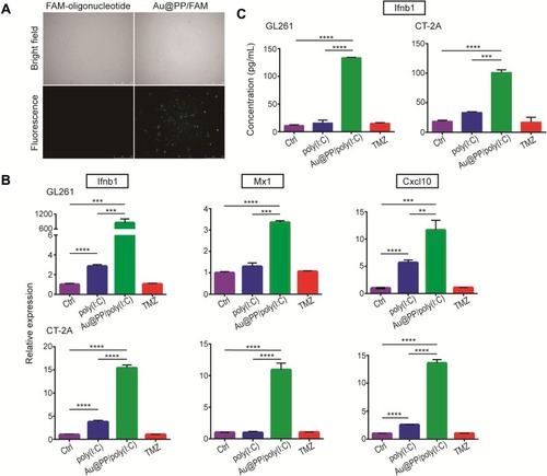 Figure 2 IFN-I production in cultured glioma cells induced by Au@PP/poly(I:C). (A) Fluorescence images of GL261 cells treated by 20 μg/mL free FAM-bonded oligonucleotide alone or combined with Au@PP at a weight ratio of 0.05 (Au:FAM-oligonucleotide). The same view is shown under fluorescence and bright-field microscopy. Scale bars, 250 μm. (B) qPCR analysis of ISGs expressed in GL261 and CT-2A cells treated by 20 μg/mL free poly(I:C), 20 μg/mL poly(I:C) combined with Au@PP at a weight ratio of 0.05 or 1 mM TMZ for 24 h. (Mean±SEM, n=6, **p < 0.01, ***p < 0.001 and ****p < 0.0001). (C) Concentration of IFNB1 in the supernatants of GL261 and CT-2A cells with the abovementioned treatments detected by ELISA. (Mean±SEM, n=3, ***p < 0.001 and ****p < 0.0001).