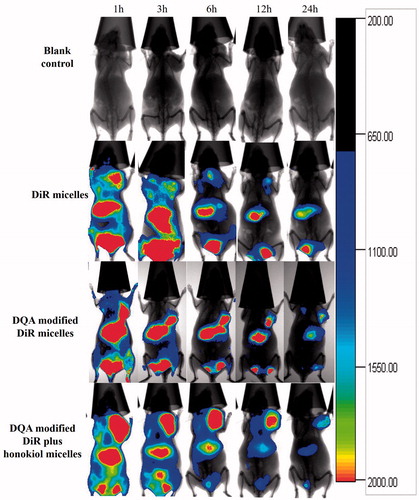 Figure 10. In vivo real-time imaging observation after intravenous administration of the varying formulations.