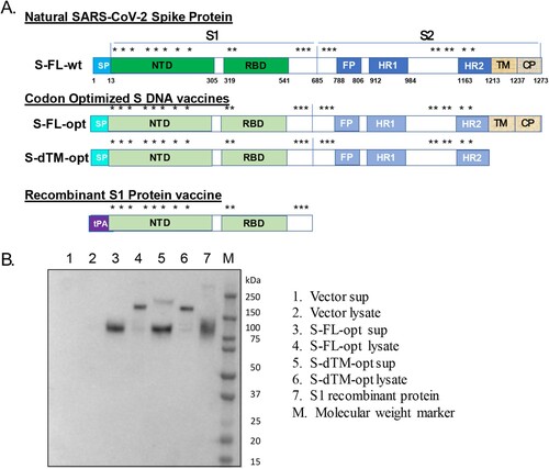 Figure 1. (A) Designs of SARS-CoV-2 spike DNA and protein vaccines. In addition to the wild type S gene insert (wt), two versions of codon optimized (opt) S DNA vaccines were produced: full length S insert (FL) and truncated S insert without transmembrane and intracellular components (dTM). For the expression of recombinant S1 protein, the signal peptide of tissue plasminogen activator (tPA) replaced the nature S protein signal peptide (SP). (B) Western blot analysis to examine the expression of S DNA vaccines and recombinant S1 protein vaccine. 293 T cells were transiently transfected with either S-FL-opt or S-dTM-opt DNA plasmids and either the culture supernatant (Sup) or cell lysate (lysate) was harvested 72 h later. Recombinant S1 protein was produced from Expi293 cells and purified by HisTrap HP. S1 specific rabbit polyclonal serum L295-IV was used as the detecting antibody.