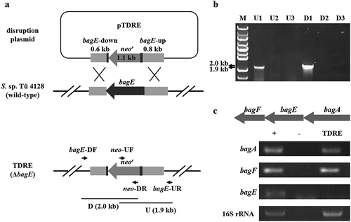 Figure 2. Construction of bagE disruption mutant TDRE. (a) Schematic representation of bagE disruption. The internal region of bagE was replaced by neomycin resistance gene (neor). (b) Identification of bagE mutant TDRE by PCR. Line M indicated the DNA molecular weight marker. Line U and D indicated PCR products of the fragments containing the bagE-upstream and bagE-downstream regions, respectively. 1, 2 and 3 represent three conjugants selected by resistant screening and are used for PCR identification. c Transcriptional analysis of bagE and its flanking genes in the wild-type strain S. sp. Tü 4128 (+) and the bagE mutant TDRE. 16S rRNA was used for internal control. – indicated the negative control.