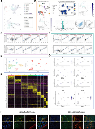 Figure 5 Single cell analysis and immunofluorescence of GJA4. (A) Distribution of GJA4 in normal intestinal epithelium at single level. (B) Single-cell analysis of GJA4 and GJA1 based on single cell RNA‐seq dataset GSE146771. Uniform Manifold Approximation and Projection (UMAP) plots showing different CRC cell types after quality control, reduction of dimensionality, and clustering; Enrichment scores of genes from the Hallmark EMT signaling gene set for each cell, from gene set variation analysis; UMAP plots showing expression of GJA4 and GJA1 clusters; The correlation between GJA1 and GJA4 was also calculated based on TCGA-COADREAD and GEPIA, respectively. (C and D) Dot plot showing the correlation between (C) GJA4, (D) GJA1 and fibroblasts based on the TIMER web tool. (E) Fibroblasts are distinguished from all other cells based on UMAP dimensionality reduction analysis. The t-distributed Stochastic Neighbour Embedding (t-SNE) is also used for dimensionality reduction of the data. (F) Heatmap demonstrating each cluster and its gene marker. (G) Dot plots demonstrate the expression distribution of GJA4 and seven fibroblast marker genes. (H and I) Double immunofluorescence staining images of GJA4 and ACTA2 in the normal and CRC tissue. The representative view of the co-staining of GJA4 and ACTA2 is shown in the enlarged images view below. Scale bars, 100 and 20 mm (enlarged images). Nuclei (DAPI) in blue.