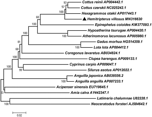 Figure 1. Phylogeny of 19 teleost fish based on amino acid sequences of PCGs located in the mitogenome. The number of the branches denoted NJ posterior probabilities.