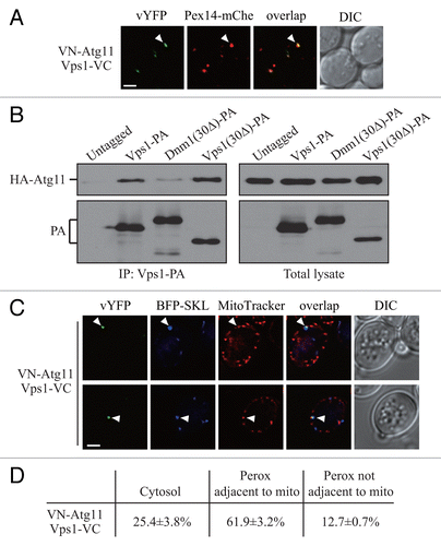 Figure 3. Atg11 recruits Vps1 to peroxisomes that are targeted for degradation. (A) VN-ATG11 PEX14-mCherry (Pex14-mChe; XLY070) cells, transformed with pVps1-VC, were cultured in YTO to induce peroxisome proliferation and subsequently shifted to SD-N for 1 h. (B) The plasmid pCuHA-Atg11 was transformed into atg11∆ (untagged, YTS147), atg11∆ VPS1-PA (KDM1269), atg11∆ DNM1(C30∆)-PA (KDM1249), and atg11∆ VPS1(C30∆)-PA (XLY073) cells. The cells were cultured in YTO to induce peroxisome proliferation and then shifted to SD-N for 2 h. Cell lysates were prepared and incubated with IgG-Sepharose for affinity isolation. The eluted proteins were separated by SDS-PAGE and detected with monoclonal anti-HA antibody and an antibody that binds to PA. (C) The plasmids pBFP-SKL and pVps1-VC were transformed into VN-ATG11 (KDM1535) cells. Cells were cultured in YTO to induce peroxisome proliferation and then shifted to SD-N for 1 h. MitoTracker Red was used to stain mitochondria. (D) Quantification of the localization of Atg11-Vps1 interacting puncta in (C); the percentage was calculated based on the number of puncta at a specific location compared with the total number of puncta. In (A and C) all of the images are representative pictures from single Z-sections. DIC, differential interference contrast. Scale bar: 2 μm.