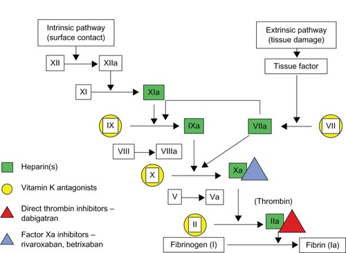 Figure 1 Detailed visual description of the coagulation cascade and the sites blocked either directly or indirectly by old and newer systemic anticoagulants.