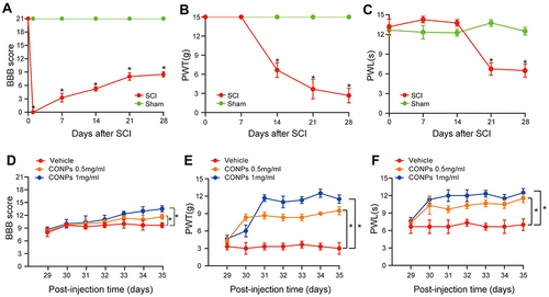 Figure 3 CONPs reduced neuropathic pain after SCI in vivo. (A) Motor function was assessed by BBB score after SCI (n = 40). (B and C) Pain responses to mechanical stimuli (B, PWT) and thermal stimuli (C, PWL) after SCI (n = 40). The SCI rats which developed neuropathic pain received CONPs injection on day 28 post-injury. (D–F) Intrathecal injection of CONPs significantly increased the motor function of SCI rats (D) and improved their pain responses to mechanical (E) and thermal (F) stimuli (n = 10 each group). The data were shown in mean ± standard deviation. P < 0.05 was set as significance. Compared with the sham or vehicle group, *p < 0.05.