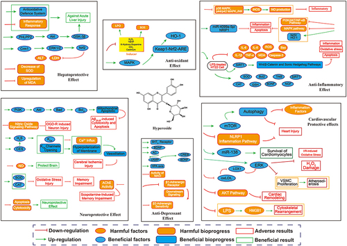 Figure 3 The possible molecular mechanisms of hyperoside in anti-oxidant effect, anti-inflammatory effect, cardiovascular protective effects, anti-depressant effect, neuroprotective effect and hepatoprotective effect.