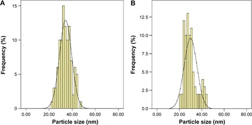 Figure 5 Particle size distribution of pure aragonite nanoparticles from cockle shells (ANP) before (A) and after (B) loading with vancomycin (VANP).Note: The size distribution obtained from random measurement of at least 100 nanoparticles revealed 34±5 and 36±6 nm as the average diameters of ANP and VANP, respectively.Abbreviations: ANP, aragonite nanoparticle; VANP, vancomycin-loaded aragonite nanoparticle.