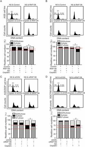 Figure 4. RNF138 participates in the cisplatin-induced G2/M cell cycle arrest. (A, B) The cell cycle distribution in AGS (A) and SGC7901 (B) cells transfected with control vector or RNF138 with cisplatin treatment was analyzed by flow cytometry. Normalized ratio of the cell cycle assay is shown in the histogram. (C, D) The cell cycle distribution of AGS/DDP (C) and SGC7901/DDP (D) cells transfected with control or siRNF138 was detected. Normalized ratio of the cell cycle assay was shown in the histogram and error bars represent SD. Statistically significant differences are shown by *, P < 0.05.