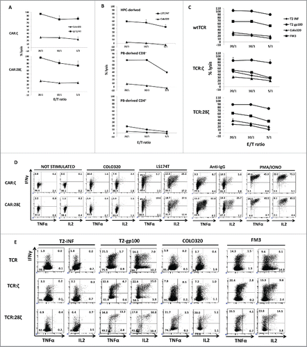 Figure 5. Antitumor activity of CD34+ HPC-derived transgenic AR+ T cells. Functional analysis of the in vitro generated AR+ cells after one round of expansion on feeder cells. (A) Killing activity at different E:T ratios against the CEA− COLO320 and the CEA+ LST174T tumor cell line. HPC-derived cells were sorted for GFP+CD3− cells before expansion on feeder cells. Error bars represent SD of duplicate determinations (N = 3). (B) Killing activity of CAR:28ζ transgenic peripheral blood CD4+ and CD8+ (PB-derived) and in vitro generated, CD34+ HPC-derived CAR:28ζ transgenic cells. Error bars represent SD of duplicate determinations (N = 2). (C) Killing activity of wtTCR, TCR:ζ and TCR:28ζ transgenic in vitro generated cells toward gp-100+ FM3 and gp100− COLO320 tumor cell lines. TCR:ζ and TCR:28ζ transgenic cultures were sorted for Vβ14+CD3−, wtTCR transgenic cultures were sorted for Vβ14+CD3+ cells. Error bars represent SD of duplicate determinations (N = 5). (D) Cytokine production by CAR:ζ and CAR:28ζ transgenic T-cell lines, either unstimulated or stimulated by PMA and ionomycin, plate-bound anti-IgG1, CEA− COLO320 or CEA+ LST174T cells. All dot plots were gated on GFP+ cells (N >3 for all conditions). (E) Cytokine production by wtTCR, TCR:ζ and TCR:28ζ transgenic T-cell lines, sorted for Vβ14+ cells, after addition of T2 cells pre-incubated with an influenza peptide (T2-INF) or a gp100 peptide (T2-gp100), gp100− COLO320 or gp100+ FM3 tumor cell lines (N >3 for all conditions).