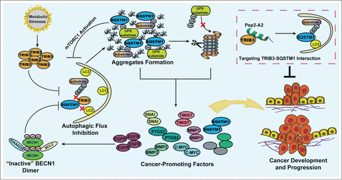 Figure 1. Model of the TRIB3-mediated cross-inhibition of autophagy and the UPS in the regulation of metabolic stress-induced tumor development and progression. Metabolic stresses induce upregulation of TRIB3, which interacts physically with SQSTM1 competing for the binding of SQSTM1 to ubiquitinated substrates and LC3. This effect induces the blockage of autophagic flux leading to the accumulation of SQSTM1, which binds ubiquitinated proteins and hinders their proteasomal proteolysis. Both defective autophagy and impaired UPS function act as enhancers of tumor development and progression due to the accumulation of SQSTM1 and cancer-promoting factors. Moreover, the accumulation of EGFR and SQSTM1 reciprocally inhibit autophagic signaling, enhancing the autophagy inhibition effect further. Targeting the TRIB3-SQSTM1 interaction by an α-helical peptide (Pep2-A2) can produce potent antitumor efficacies, suggesting it is a potential strategy against cancers in patients with diabetes.