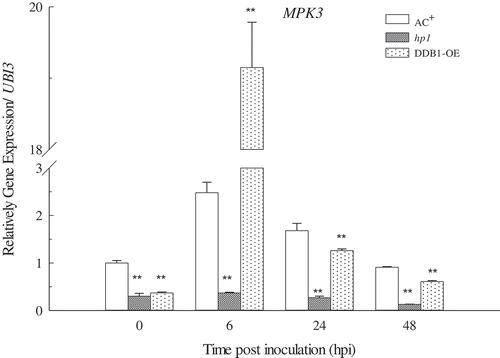Fig. 5 Expression patterns of Mitogen-activated protein kinase 3 (MPK3) in ‘Ailsa Craig’ plus (AC+), hp1 mutant and DDB1 over-expression (DDB1-OE) plants. Gene expression levels were determined in leaves sprayed with Pst DC3000 at 1 × 108 cfu mL−1 at 0, 6, 24 and 48 hpi. Values followed by different letters differ significantly according to Duncan’s multiple range test at P < 0.05. hpi, hours post inoculation; ** (P < 0.01) or * (P < 0.05) indicate significant differences from AC+.