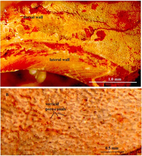Figure 6. A, B. Lissoceras erato D´Orbingy. Specimen no. Mo 199801. A. Numerous vertical pore-canals exposed in the horizontally broken dorsal shell wall. B. Pore-canals at higher magnification; note the high density of the canals.