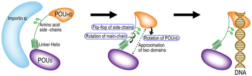 Figure 5. A possible model for nuclear transport and delivery of Oct4 to the DNA.