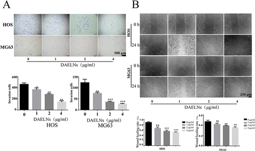 Figure 3 DAELNs inhibited the migration and invasion of osteosarcoma cells. (A) The invasion of HOS and MG63 cells with administration of DAELNs by Transwell assay. (B) The migration of HOS and MG63 cells with administration of DAELNs by wound scratch assay. Data are shown as the mean ± SEM. ns, no significance; *P < 0.05, **P < 0.01, and ***P < 0.001.