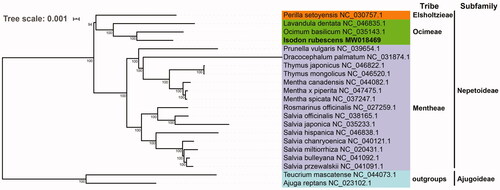 Figure 1. Phylogenetic analysis of 21 complete chloroplast genomes from Lamiaceae family. The bootstrap support values are marked at the nodes.