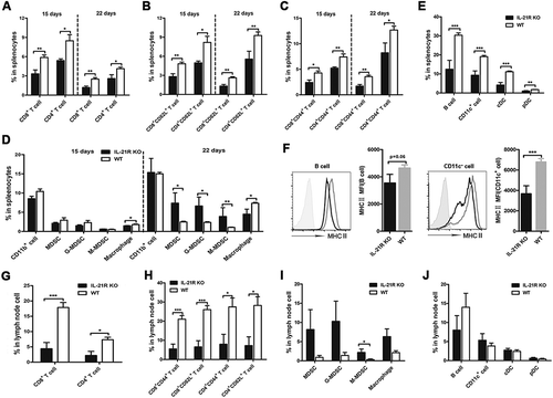 Figure 4. Loss of IL-21R led to decreased antitumor lymphocytes and increased accumulation of myeloid-derived suppressor cells in the spleen and LN in orthotopic HCC mice.Splenocytes and MLN cells from orthotopic HCC mice were collected on day 15 and 22 post-inoculation and analyzed by flow cytometry. A, The frequencies of CD4+ T cells and CD8+ T cells in the spleen from orthotopic HCC mice were examined on day 15 and 22 post-inoculation. B-C, The percentages of CD8+CD44+, CD4+CD44+, CD8+CD62L+ and CD4+CD62L+ T cells in the spleen from orthotopic HCC mice were examined on day 15 and 22 post-inoculation. D, The frequencies of myeloid populations in the spleen of orthotopic HCC mice was examined on day 15 and 22 post-inoculation. The frequencies of B cells, CD11c+ DCs, cDCs, and pDCs of splenocytes (E) and MLN (J) from orthotopic HCC mice were determined on day 22 post-inoculation. F, Expression levels of MHCII in B cells and CD11c+ DCs in the spleen were determined on day 22 post-inoculation. G, The frequencies of CD4+ T cells and CD8+ T cells in the MLN from orthotopic HCC mice were examined on day 22 post-inoculation. H, The frequencies of CD8+CD44+, CD8+CD62L+, CD4+CD44+, and CD4+CD62L+ T cells of MLN from orthotopic HCC mice were examined on day 22 post-inoculation. I, The frequencies of myeloid populations in MLN from orthotopic HCC mice were determined on day 22 post-inoculation. Data represent the means of four to six mice per group ± SEM and are representative of two experiments. *, P < 0.05; **, P < 0.01; ***, P < 0.001.