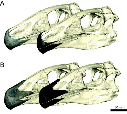 FIGURE 20. Reconstructed rhamphothecae of Erlikosaurus andrewsi with A, small and B, extensive keratinous sheath (rendered transparent in the back to reveal underlying bone).