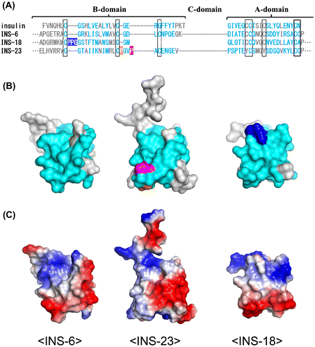 Figure 4. INS-23 and INS-18 have insertions on their putative receptor-binding surfaces. (A) Alignment of human insulin, INS-6, INS-18, and INS-23. (B) Predicted tertiary structures of INS-6, INS-18, and INS-23. The putative interaction residues with DAF-2 are colored cyan. INS-18 has a PPG insertion (blue), while INS-23 has a PxxP insertion (orange and purple). (C) Electrostatic surface potentials of INS-6, INS-18, and INS-23.
