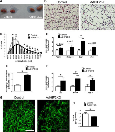 FIG 8 Dysfunction of BAT in obese AdHIF2KO mice. (A) Representative images of BAT of obese control and AdHIF2KO mice. (B) Representative H&E staining of BAT from control and AdHIF2KO mice upon HFD for 24 weeks. Scale bars are 100 μm. (C) Quantification of brown adipocyte cell diameter and fitting curve of control (gray line) and AdHIF2KO (black line) mice. (D) Gene expression analysis for lipogenic markers in BAT from obese control and AdHIF2KO mice fed an HFD for 24 weeks. Gene expression of control mice was set as 1. (E) Quantification of F4/80 immunohistochemistry in BAT from control and AdHIF2KO mice after being fed an HFD for 24 weeks. Macrophage accumulation of control mice was set as 1. (F) Gene expression of proinflammatory markers in BAT from control and AdHIF2KO mice on an HFD for 24 weeks. Gene expression of control mice was set as 1. (G) Representative images of isolectin B4 staining in whole mounts from BAT of control and AdHIF2KO mice on an HFD for 24 weeks. Scale bars are 100 μm. (H) VEGF-A protein levels, normalized over total protein content, were measured in BAT lysates from control and AdHIF2KO mice on an HFD for 24 weeks. Data in panels C to F and H are expressed as means ± SEMs (n = 5 to 7 mice per group). *, P < 0.05.