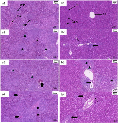 Figure 1. Histological effect induced by heat stress (HS) on the liver and spleen of crossbreed. Magnification was 20×, and scale denotes 50 μm. Control groups illustrate WP (white pulp), RP (red pulp) and CA (central artery) in spleen (a1) and the central vein (CV), sinusoidal cells (S) and hepatocytes in liver (b1). Panels a2–a4 and b2–b4 are HS groups of spleen and liver tissues, respectively. For histological comparison, different shapes were used to depict the pathological changes. Spleen (a2–a4): (Display full size) indicates the consumption of mild inflammatory cells, (Display full size) represents mild vacuole degeneration, (Display full size) shows red blood cell hyperplasia, (Display full size) shows degeneration of red and white pulp. Liver (b2–b4): b2 depicts tissue inflammation with mononuclear cell infiltration (Display full size) and vacuolar degeneration (Display full size); b3 shows dilated CV with mild hyperplasia (Display full size), tissue haemorrhages with necrosis (Display full size) and mild inflammatory cells infiltration (Display full size); b4 shows dilation in portal area with red blood cells hyperplasia (Display full size), mononuclear cell infiltration (Display full size) and vacuolar degeneration (Display full size).