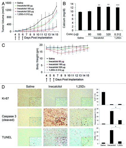 Figure 6. In vivo antitumor activity of inecalcitol and 1,25D3. Four days post inoculation, SCC tumor-bearing C3H mice were treated with saline, 80, 160 or 320 μg/mouse inecalcitol or 0.312 μg/mouse 1,25D3 daily for 3 d. (A) Tumor growth was monitored and measurements taken on the days indicated. Arrows indicate the days animals received treatment. Tumor volumes were calculated by the following formula: volume = (length × width2)/2. (B) Blood was collected 24 h after the last treatment, and serum calcium levels were detected using a colorimetric calcium assay kit. (C) Body weights of the mice were monitored on the days indicated. Arrows indicate the days animals received treatment. (D) SCC tumors in mice treated with 80 μg inecalcitol or 0.312 μg 1,25D3 were harvested at the end of the study and tissues stained with antibodies for Ki-67 and cleaved caspase 3 for immunohistochemistry study or subjected to TUNEL assay. The percentage of positive stained cells were quantified and presented in bar graphs next to the representative images. (×200 and ×400) *, p < 0 0.05; **, p < 0.01; ***, p < 0.001, Treatment vs. saline.