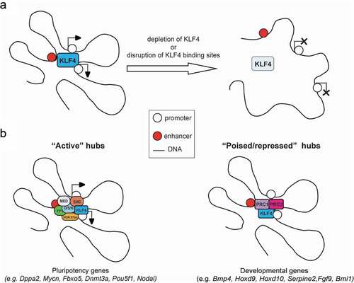 Figure 3. Roles of KLF4 in the organization of 3D hubs. (a) KLF4 plays a role in the maintenance of 3D enhancer hubs. Depletion of KLF4 protein or disruption of its binding site within enhancers was shown to have a major effect on the maintenance of promoter–enhancer chromatin contacts within the hub and expression of the linked genes [Citation1]. (b) KLF4 HiChIP in pluripotent stem cells showed that KLF4 is involved both in active and repressive/poised loops and hubs around pluripotency or developmental genes, respectively. For each category the potential KLF4 cofactors and example genes are shown. O/S/N: Oct4, Sox2, and Nanog proteins, PRC: polycomb repressive complex.