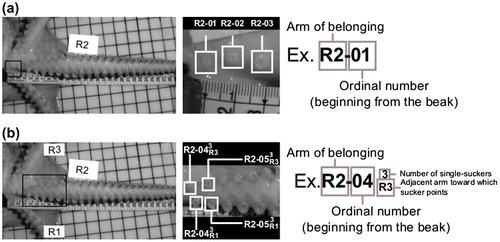 Figure 6. Example of sucker labelling in a 2r-octopus. Ventral view of a 2r-octopus arm. Identification code for (a) single-suckers and (b) paired-suckers in a 2r-octopus.