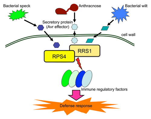 Figure 1.RPS4 and RRS1 function as a dual resistance gene system that prevents infection by three distinct pathogens (Anthracnose; Colletotrichum higginsianum, Bacterial wilt; Ralstonia solanacearum, and Bacterial speck; Pseudomonas syringae pv tomato strain DC3000 expressing avrRps4). Dual resistance (R) proteins recognize corresponding avirulence (Avr) effectors either indirectly through detection of changes in their host protein targets or through direct dual R protein-Avr effector interaction.