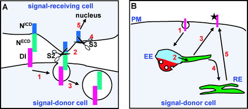 Figure 3. Models to explain the endocytic requirement of Delta in the signal-donor cell for signal activation. (A) A model in which the Notch extracellular domain (NECD) is transendocytosed into the signal-donor cell. Here Delta (Dl), which is bound to Notch on the opposing cell, first engages the endocytic machinery (1). This exerts a mechanical force on the Notch receptor causing a metalloprotease site in NECD to be exposed and S2 cleavage to occur (2). Full-length Delta, bound to the cleaved fragment of NECD is subsequently endocytosed into the signal-donor cell (Parks et al. [Citation2000]) (3). The membrane-tethered Notch intracellular domain (NICD) on the signal-receiving cell is now a target for the Presenilin S3 cleavage (4). This results in the release of soluble NICD, which translocates to the nucleus to modulate gene transcription (5). (B) A model in which endocytic trafficking of the Delta ligand is required to generate an active ligand at the cell surface of the signal donor cell. Clathrin mediated endocytosis of Delta that had been ubiquitinated by Neuralized is targeted to the early endosome (EE) (1). From here, it is sorted for recycling (2), either directly back to the plasma membrane (PM) (3), or via the recycling endosome (RE) (4–5). During this endocytic recycling route, Delta may be modified in some manner in order to become an active receptor, possibly by proteolytic cleavage (Wang & Struhl [Citation2004]). This Figure is reproduced in colour in Molecular Membrane Biology online.