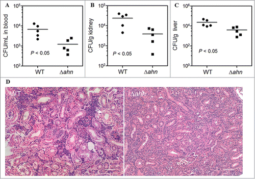 Figure 4. Inactivation of ahn impairs A. hydrophila systemic dissemination. (A) Numbers of viable A. hydrophila bacteria in mouse blood at 24 h after i.p.inoculation. Numbers of viable A. hydrophila bacteria in fish kidneies (B) and livers (C) at 24 h after i.p. inoculation. (D) Pathological examination of kidneies of fish infected with the indicated A. hydrophila strains. The arrow indicates renal tubular cell swelling. Scale bar = 200 μm.