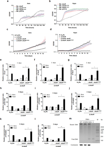 Fig. 2 Deacetylation of DosR promotes the hypoxia adaption of Mtb.a, b Growth in aeration (a) or hypoxia (b) of M. smegmatis overexpressing DosR or a K-R mutant. Recombinant M. smegmatis overexpressing DosR or the K-R mutant were grown to mid-log phase; the growth curve was measured using a Bioscreen Growth Curve Instrument. M. smegmatis harboring pVV16 was used as a control. Hypoxic conditions were established by covering bacterial suspensions with paraffin oil. The optical density was measured at an absorbance of 590 nm every 2 h. Cultures were grown at 37 °C for 7 days. The results were combined (mean ± standard deviation (SD)) from two independent experiments, with each experiment performed in triplicate. A statistically significant difference was found between Ms::dosR and Ms::dosRK182R under hypoxic conditions, as analyzed by Student’s t-test (*P < 0.05). c, d Growth under aeration (c) or hypoxia (d) of H37Rv, the deletion mutant of dosR, and WT or K182R complement mutants. Growth curves were measured as described above, and cultures were grown at 37 °C for 14 days. A significant difference was also found between the WT complement strain and K182R complement mutants under hypoxia. *P < 0.05. Student’s t-test. e–l The K182R mutant promoted the transcription of the target genes acr (e), dosR (f), fdxA (g), Rv1738 (h), Rv2030 (i), Rv2623 (j), Rv2626c (k), and Rv3130c (l). Bacteria were cultured and harvested at day 3 to isolate total RNA. Relative transcriptional levels were determined using the 2−ΔΔCt method. The reference gene used was 16S rRNA. Values represent the mean ± SD from three independent experiments. *P < 0.05. ** P<0.01. Student’s t-test. m Deacetylation of K182 strengthened the DNA-binding activity of DosR. An electrophoretic mobility shift assay (EMSA) was used to test the binding of DosR and the derivative mutant proteins K182R and K182Q to the promoter region of acr. The EMSA result is representative of at least three independent experiments