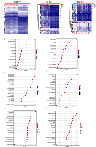 Figure 5 Transcriptomic data analysis of HCM patients. (A), Heat map of DEGs in HCM patients. From left to right are GSE89714, GSE133054 and GSE160997. (B), The GO analysis of DEGs of GSE89714. (C), The KEGG pathway analysis of DEGs of GSE89714. (D), The GO analysis of DEGs of GSE133054. (E), The KEGG pathway analysis of DEGs of GSE133054. (F), The GO analysis of DEGs of GSE160997. (G), The KEGG pathway analysis of DEGs of GSE160997.