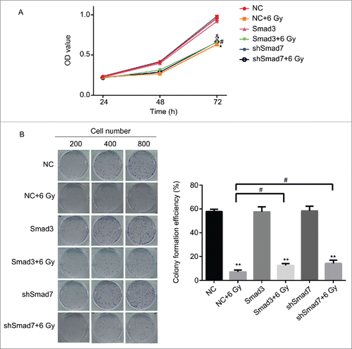 Figure 8. Overexpression of Smad3 or suppression of Smad7 affected the cell proliferation and colony formation. (A) the cell viability was slightly increased in Smad3+6 Gy group and shSmad7+6 Gy group. * P < 0.05 vs. NC group; #P < 0.05 vs.Smad3 group; & P < 0.05 vs. shSmad7 group. (B) overexpression of Smad3 or suppression of Smad7 increased the cell colony formation; ** P < 0.01 vs. NC group; # P < 0.05 vs. NC+6 Gy group.