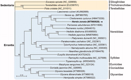 Figure 1. Maximum-likelihood (ML) phylogeny of 13 published mitogenomes from Nereididae including N. zonata and 13 registered mitogenomes of other annelid species based on the concatenated nucleotide sequences of protein-coding genes (PCGs). The phylogenetic analysis was performed using the maximum likelihood method, GTR + G + I model with a bootstrap of 1000 replicates. Numbers on the branches indicate ML bootstrap percentages. DDBJ/EMBL/Genbank accession numbers for published sequences are incorporated. The black arrow means the marine polychaete analyzed in this study.