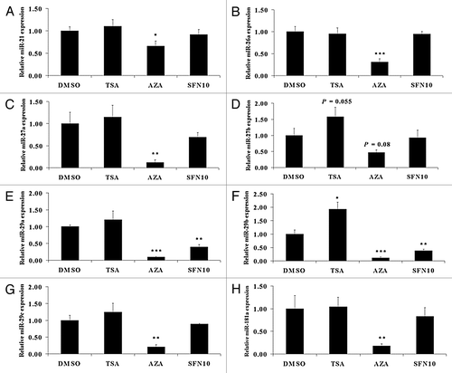 Figure 4. Predicted miRNAs targeting porcine MSTN 3′UTR region were not implicated in MSTN epigenetic repression. qRT-PCR was undertaken to quantify miR-21 (A), miR-26a (B), miR-27a (C), miR-27b (D), miR-29a (E), miR-29b (F), miR-29c (G) and miR-181a (H) expression level. The results represent the mean ± standard deviations (SD) of three independent experiments each performed in duplicate (* p < 0.05; **p < 0.01; ***p < 0.001).