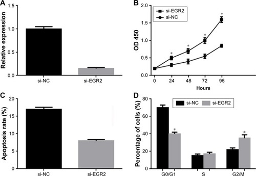 Figure 4 Effect of EGR2 on U266 cells proliferation and apoptosis.