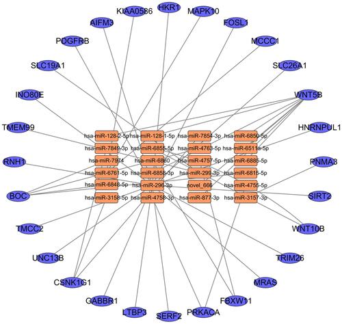 Figure 4 miRNA-mRNA correlation network. The circles in the network indicate the target mRNAs. The orange squares and blue ellipse in the network indicate the DE miRNAs and mRNAs.